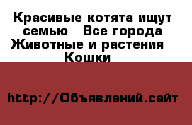 Красивые котята ищут семью - Все города Животные и растения » Кошки   